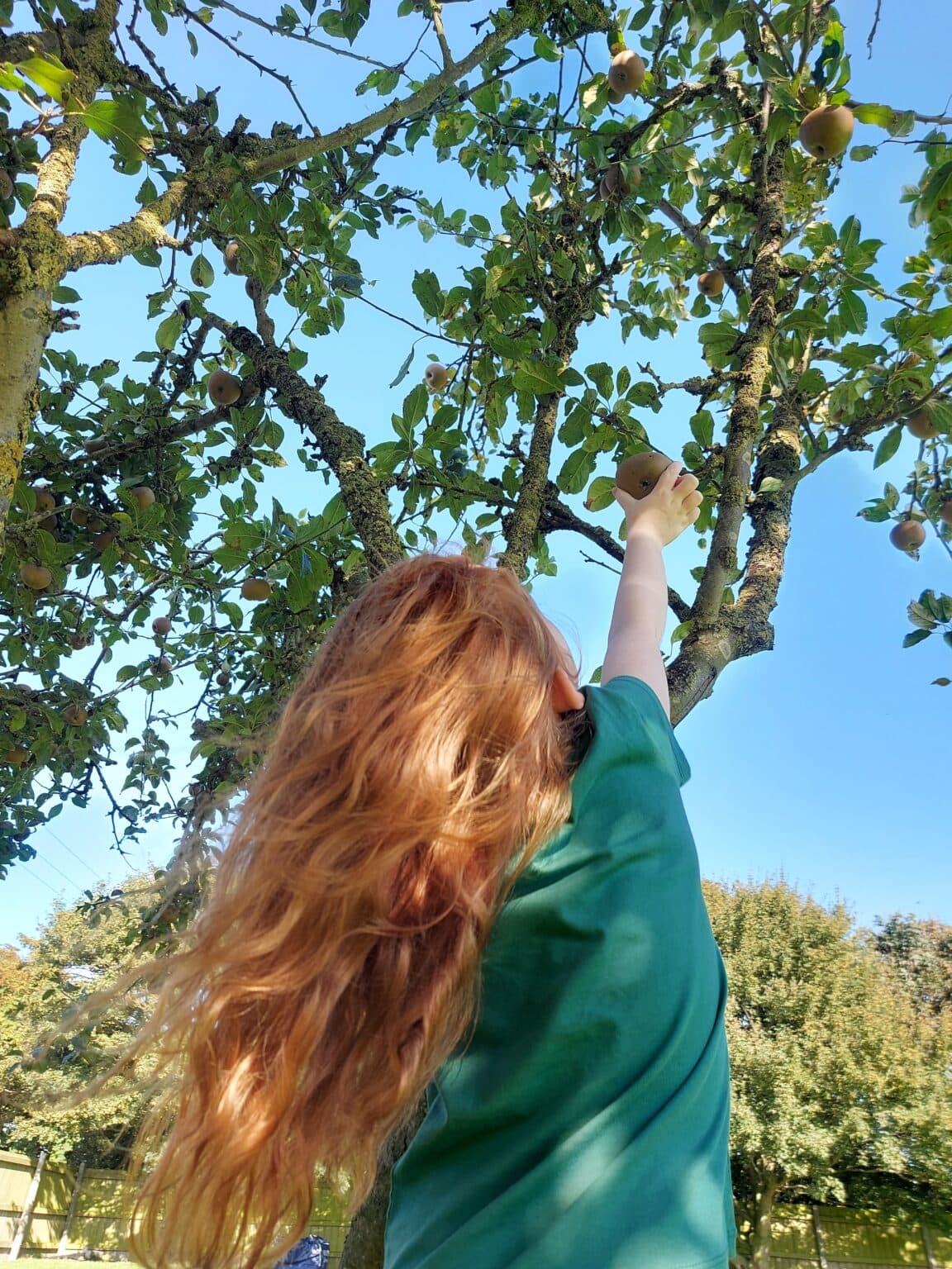 GinGingers