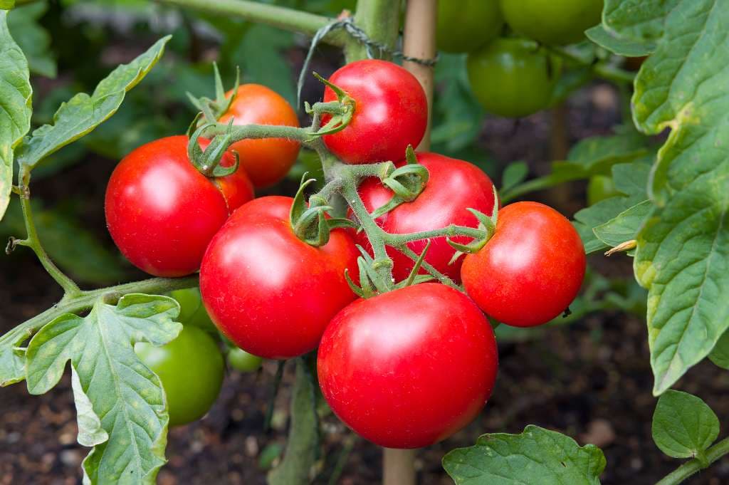 Fresh Garden Tomatoes