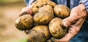 Fresh Organic Potatoes