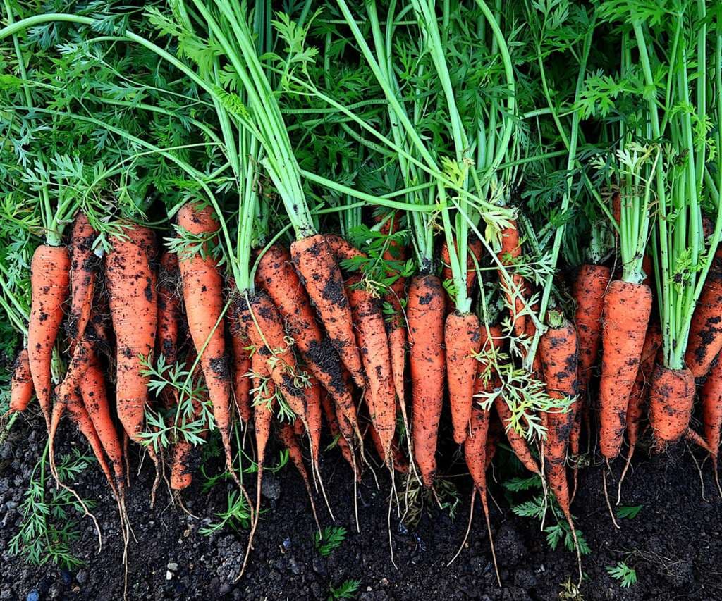 Fresh Organic Carrots